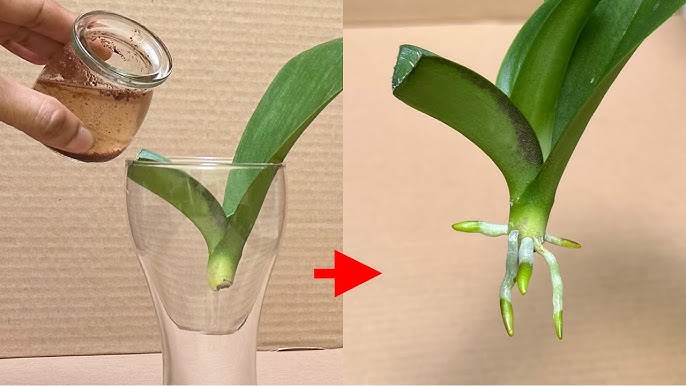 My project to get my rootless orchid it's roots back has begun showing  promise! Suddenly there's 5 roots in total. Just a little worried about the  black spots on it : r/orchids