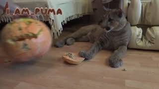 Пума Месси любит тыкву. Puma Messi loves pumpkin