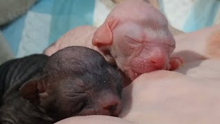 1 Day After Birth❗Sweet Newborn Sphynx Baby Kittens are Nursing