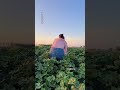 #种地就像养孩子,我老爸养活了我还有我身后的500亩地,明年地给我了,我怕我养不活他们😂