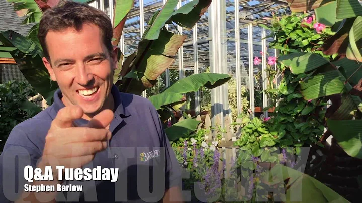 Q&A Tuesday with Stephen Barlow [Episode 025] Can ...
