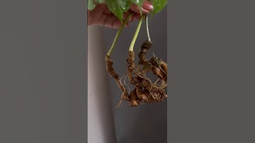 65gr 3 củ sâm ngọc linh kontum già năm thân siêu ngắn cành lá xanh tươi. #sâm_ngọc_linh_rừng