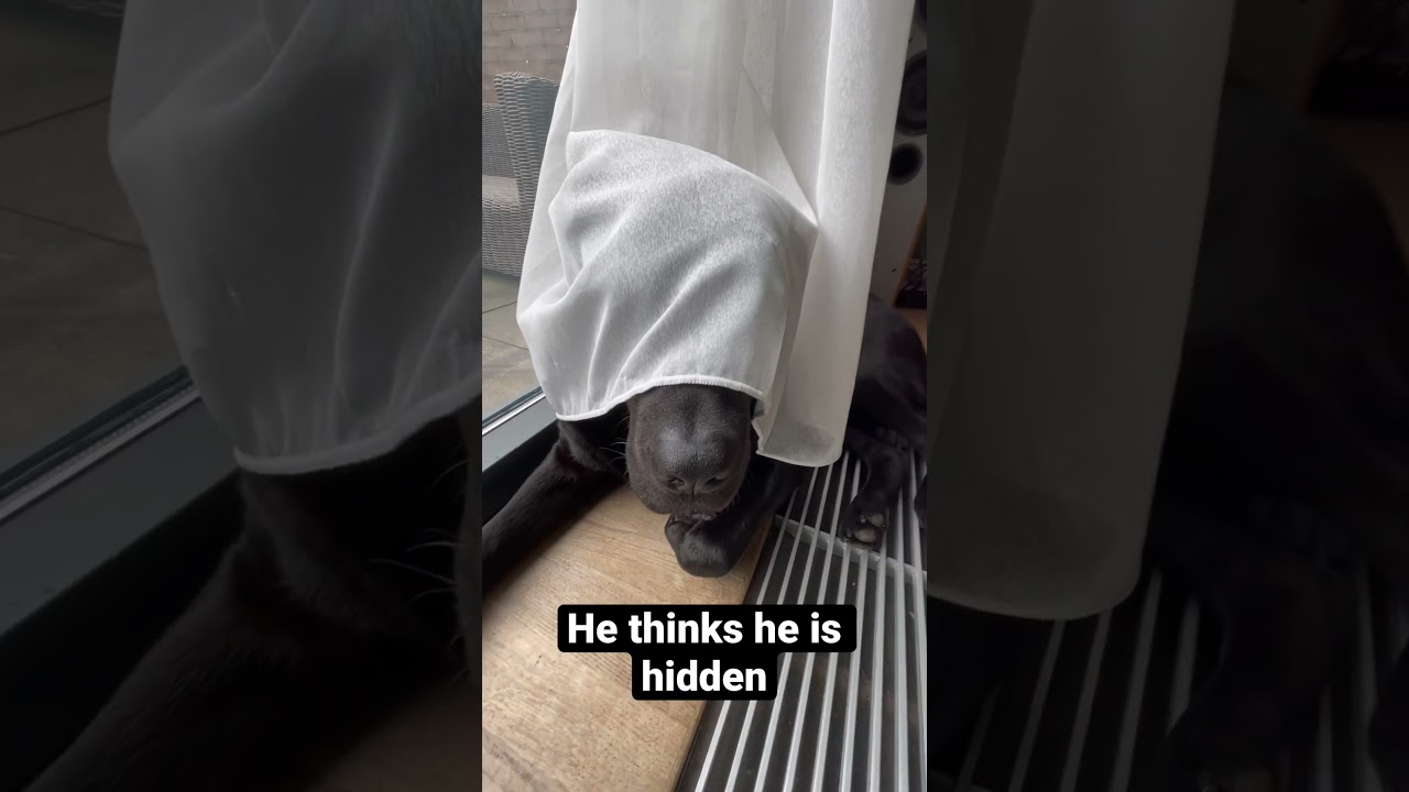Hidden Dog #blacklabrador #cute #dog #doglover #funny #dumb #hidden #chonki #curtain #hideandseek