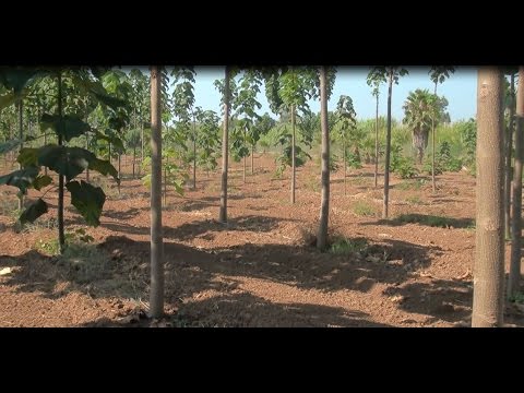 ΕΥΦΟΡΗ ΓΗ - ΕΚΠΟΜΠΗ Νο 33 (α&rsquo; μέρος) Παυλώνια ή Paulownia: Η εξέλιξη της καλλιέργειας 25 10 2016