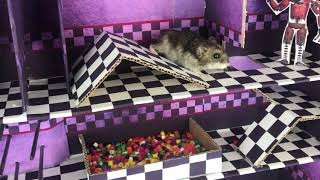 Hamster Fnaf Maze