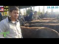 Бүгүн МАЛ БАЗАРга 10 миң АДАМ КЕЛДИ | 18-октябрь | Учкун мал базары