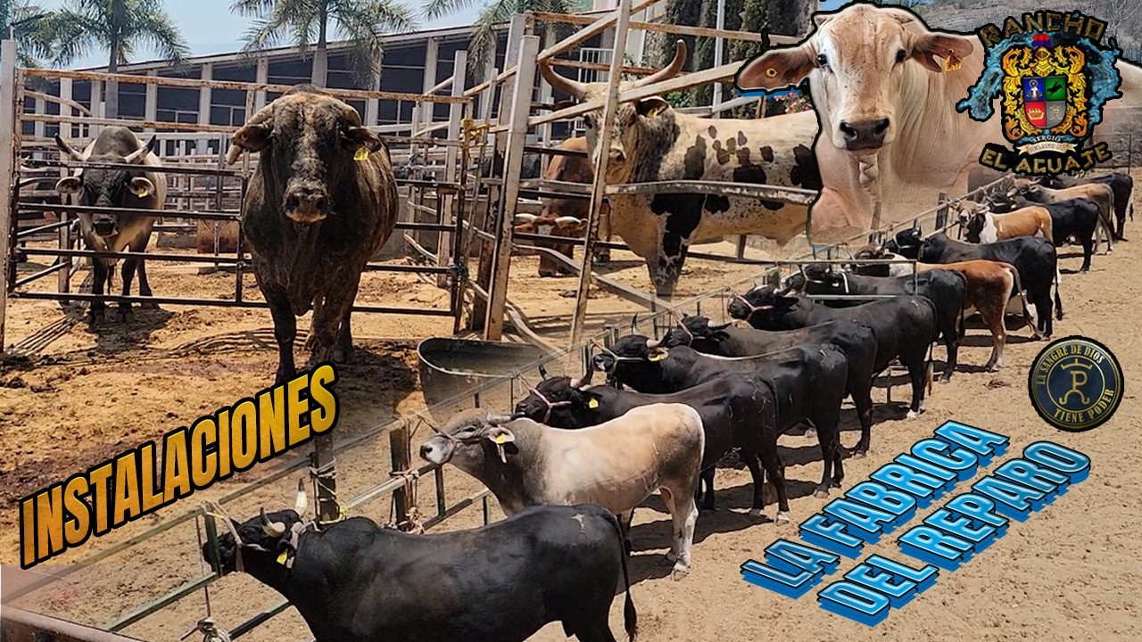 INSTALACIONES | RANCHO EL AGUAJE 🔥FUTURAS ESTRELLAS🔥BECERROS DE LA P | Compa angel