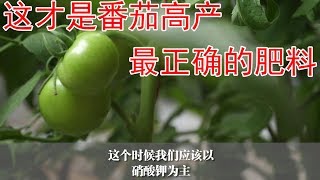 Quelle est la température minimum que peut supporter un plant de tomate ?