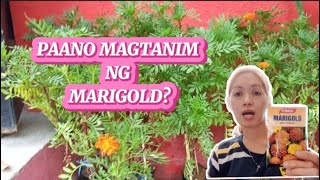 PAANO MAGTANIM NG MARIGOLD GAMIT ANG BUTO NG RAMGO SEEDS (YATES)
