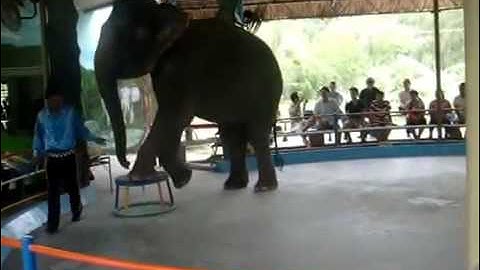 Elephant Voi làm xiếc HÓTclip vui hay nhất 2014