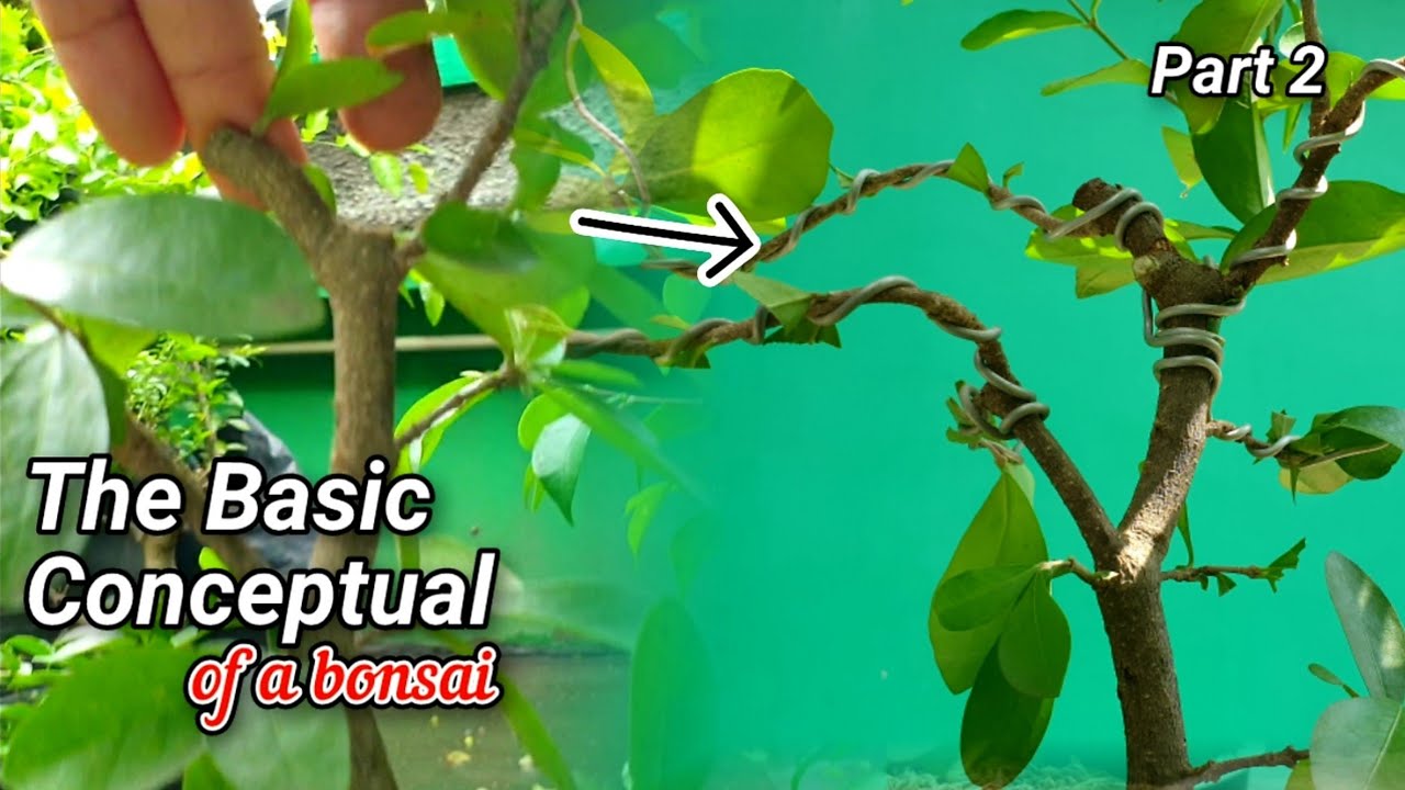 Basic Structure Of A Bonsai 