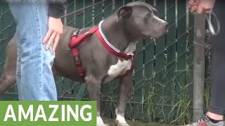 Crying dog at shelter finds new home