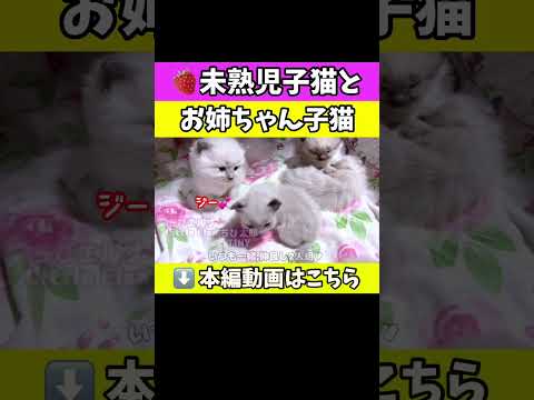 小ちゃな未熟児子猫の弟にメロメロなお姉ちゃんww #猫 #ラグドール #shorts