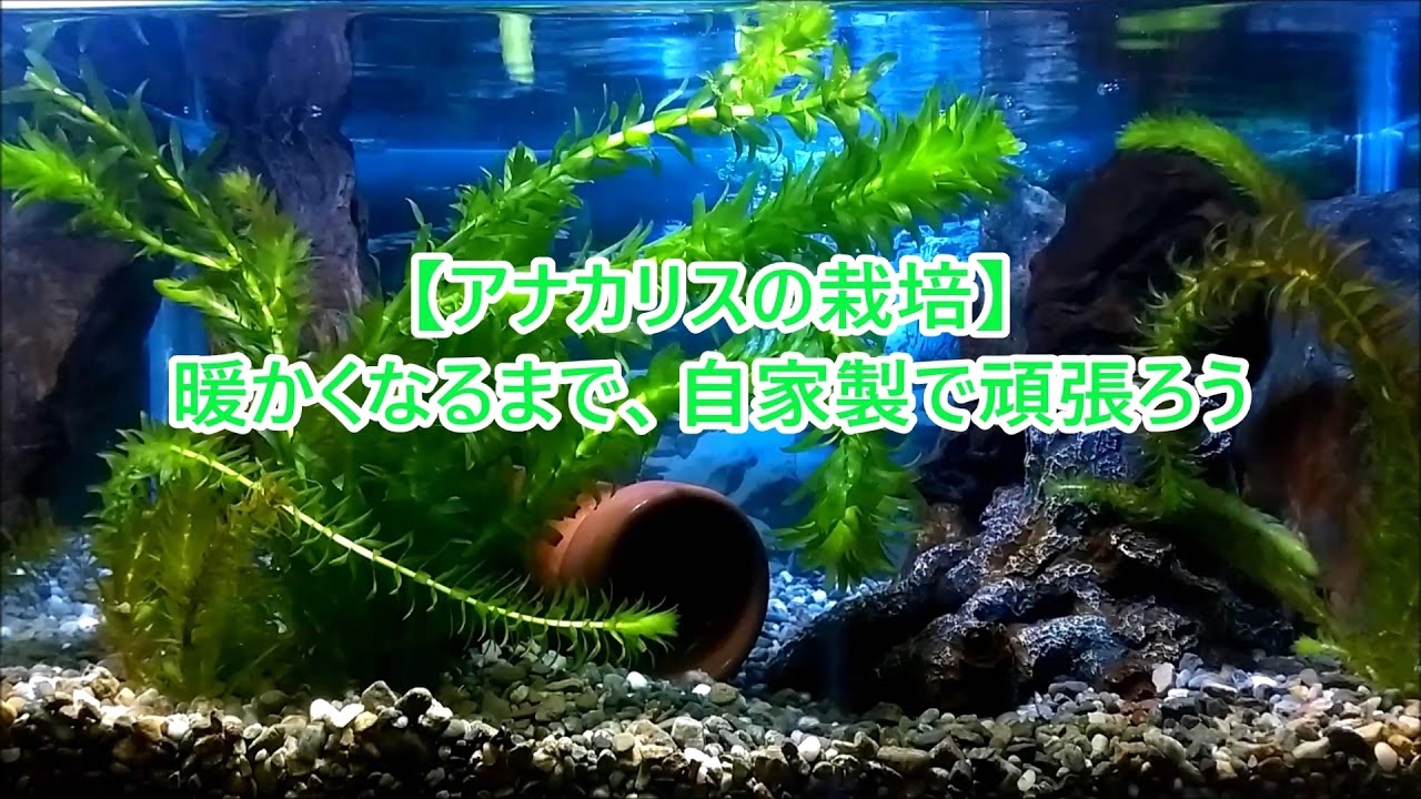 アナカリスの栽培 暖かくなるまで 自家製で頑張ろう トリミング 植栽 Youtube