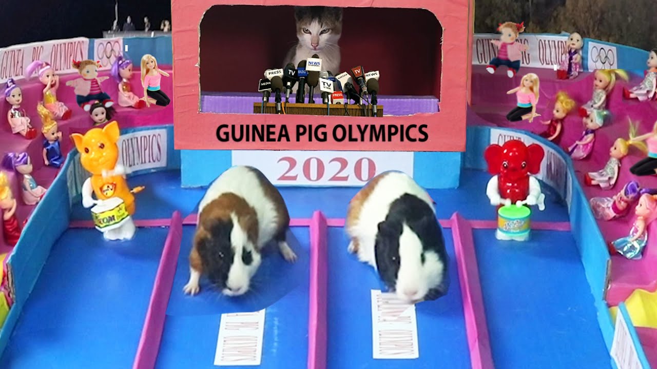 Guinea Pig Olympics | Funny Cat And Guinea Pigs Relay Ever Guinea Pig Olympics | Funny Cat And Guinea Pigs Relay Ever
