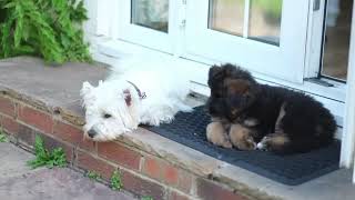 Unconditional love German shepherd puppy & Westie