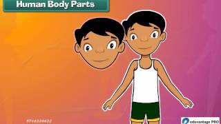 Human Body Parts Kindergarten Keneral Knowledge - Kids Songs 2D And 3D Animation For Children