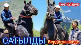 13 мая  💥 ТӨӨ КУЙРУК 💥 Улагы Таамай Ишеничтүү Ат  Бердигул акеде  👍