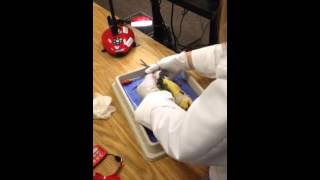 Rat dissection. View 2