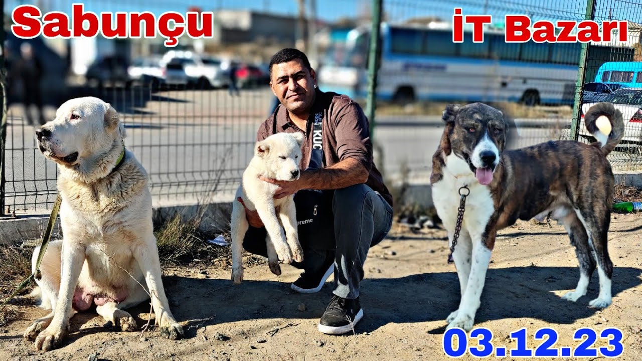 Sabunçu İT Bazarı 3 Dekabr 2023 @mubarizemintv2271