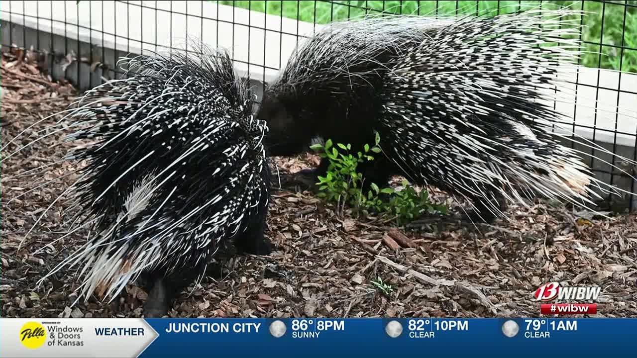 Wild Wednesday! Topeka Zoo welcomes several new residents