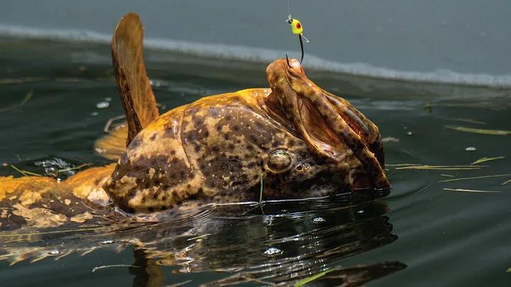 Dr. Bob Ellis & Erica Burgess - Goliath Grouper - ...