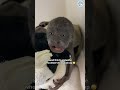 The Biggest Monkey Yawn Ever Recorded #cuteanimals #monkeys #animals #aww