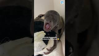 The Biggest Monkey Yawn Ever Recorded #cuteanimals #monkeys #animals #aww