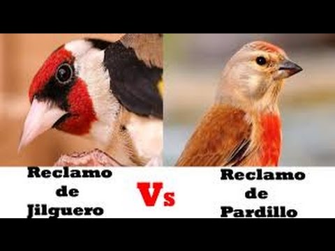 Cante Jilguero contra Pardillo | Jilguero vs Pardillo - YouTube