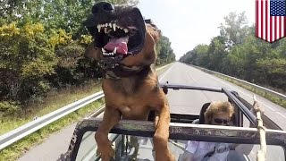 Селфи с собакой чуть не стало причиной аварии Селфи с собакой чуть не стало причиной аварии