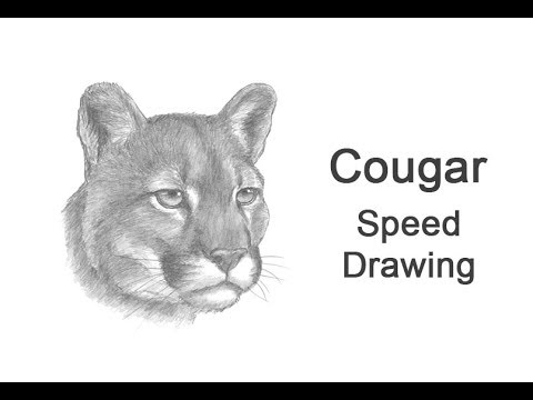 how to draw a puma face