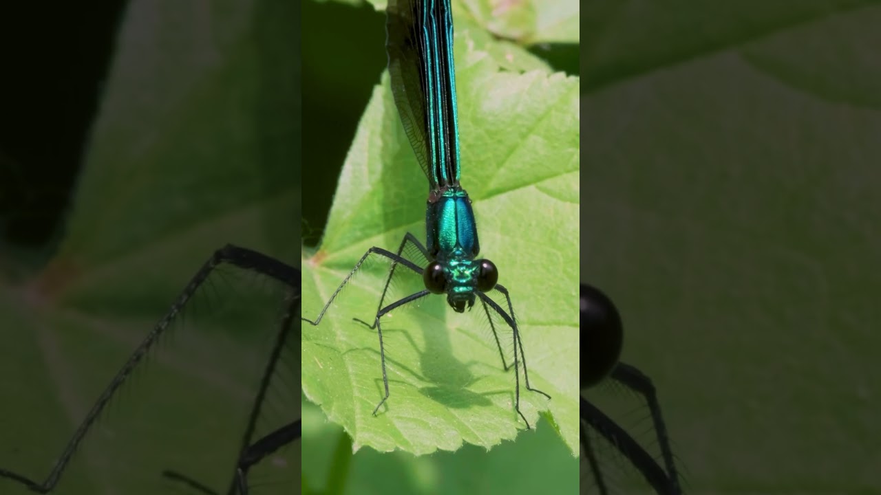 Shiny Metallic Flutter. Ig: StevieGeisel Ebony Jewelwing Damselfly.