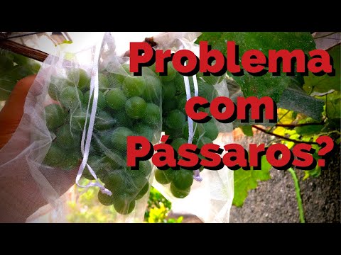 Vídeo: Como Proteger As Uvas Dos Pássaros? Proteção Contra Pardais E Estorninhos. Como Isolar Se Estão Colhendo Uvas? Como Protegê-lo Assustando?