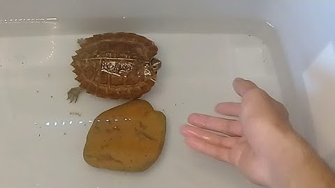 Rùa đất lớn | loài rùa to nhất nhì Việt Nam