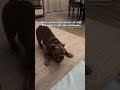 Silly dog is dancing. #sir_macksimus #dog #pets #englishbulldog #cuteanimals