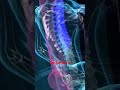 🔥 3D-анимация: Как Спинатор спасает ваш позвоночник? #shortvideo