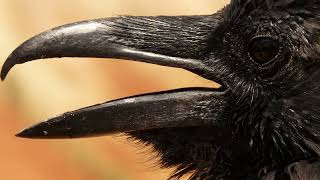 Raven Sound - Crow Crawling Sound | Raven Sound Effect