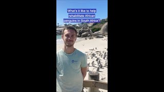Collaborating to Protect Wild Penguins in South Africa