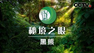 黑熊妈妈传授孩子们闯荡丛林的技巧 | CCTV「秘境之眼」20201027