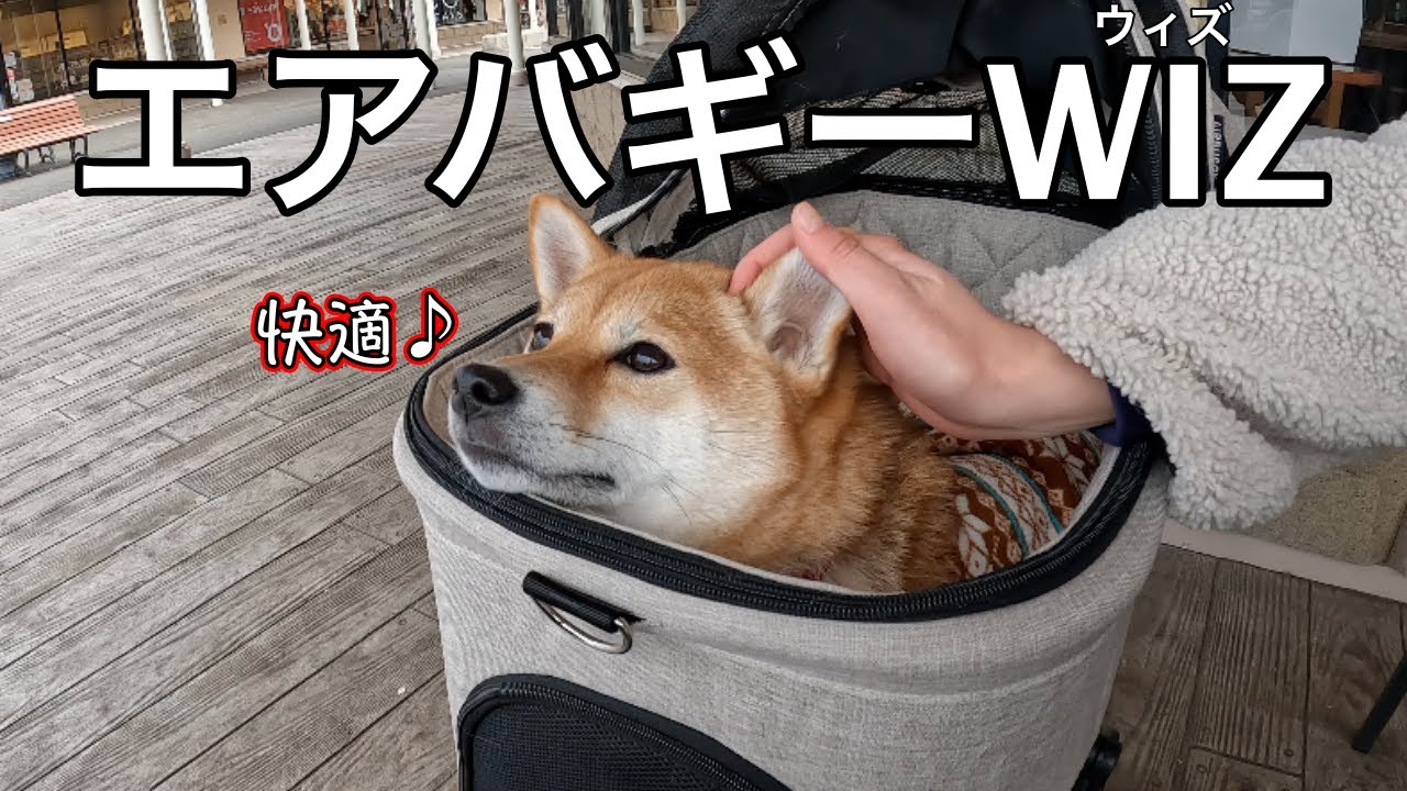 エアバギーWIZ(ウィズ)の虜になる豆柴兄妹