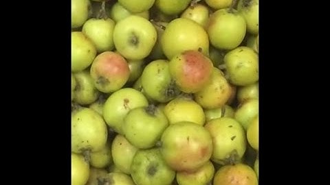 Cách ngâm táo mèo với đường