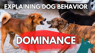 Dominance in Dogs: Is it GOOD or BAD?
