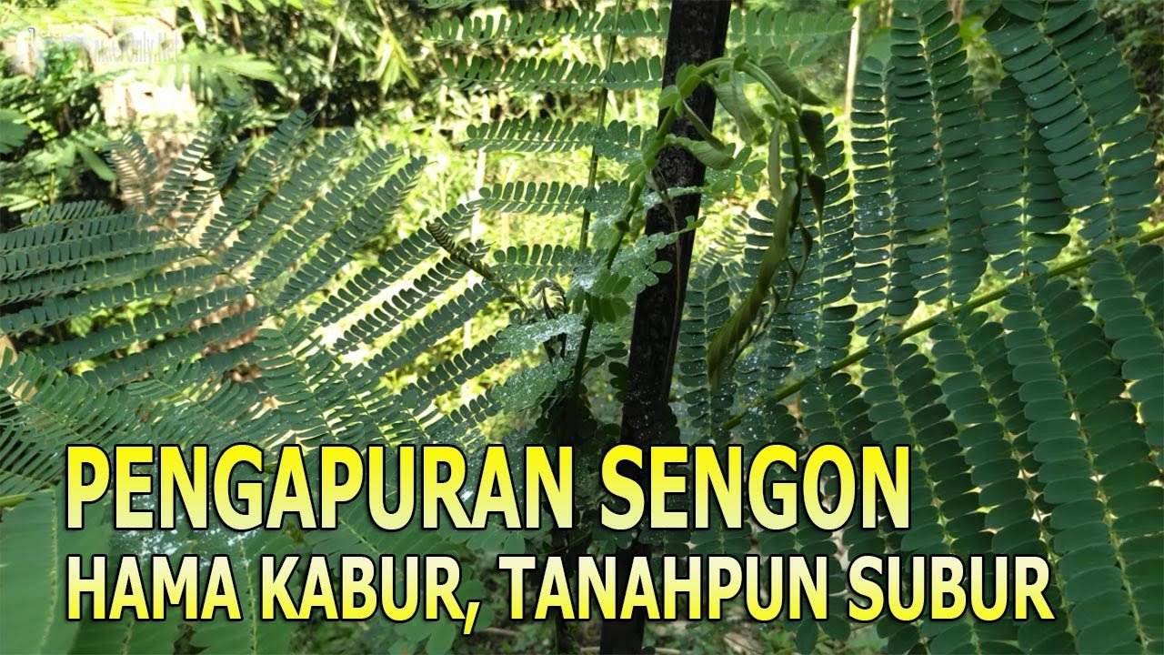 Pengapuran Sengon - Cegah Hama & Ulat Kabur Tanahpun Subur