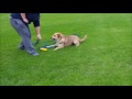 Day sessions - dog training in Melbourne Day sessions - dog training in Melbourne