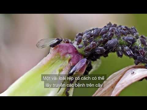 Video: Strawberry Cercospora Leaf Spot - Trị Bệnh đốm lá trên cây dâu tây