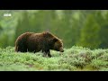 Deer Calf Narrowly Avoids Becoming Dinner | Mountains: Life Above The Clouds | BBC Earth