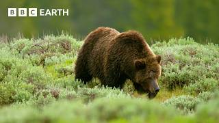 Deer Calf Narrowly Avoids Becoming Dinner Mountains Life Above The Clouds Bbc Earth