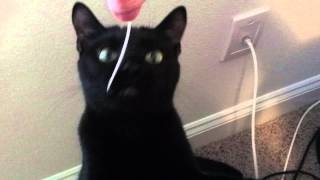 is string cheese bad for cats