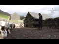 Herdwicks lambing season 2014