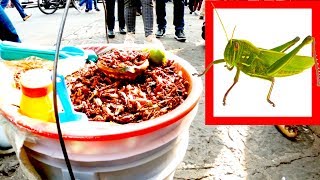 Eating Grasshoppers from a Bucket 🦗 @Abel_XL